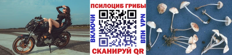 Галлюциногенные грибы GOLDEN TEACHER  закладки  Нестеровская 